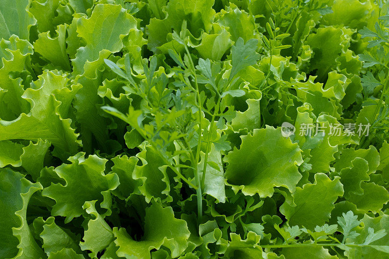 Background from green lettuce leaves. Young leaf vegetables growing. Salad plant and fennel for poster, calendar, post, screensaver, wallpaper, postcard, banner, website. High quality photo